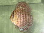 discus red spotted green