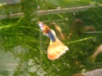guppy jaune yello 