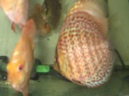discus red spotted green et discus chekerboard