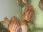 discus red spotted green